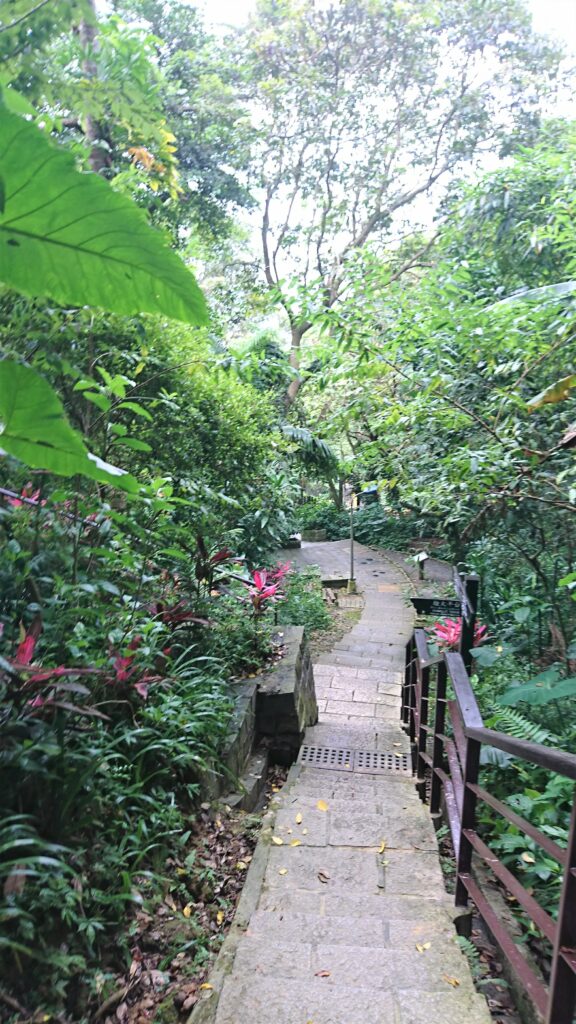 山道で台湾の植生を実感