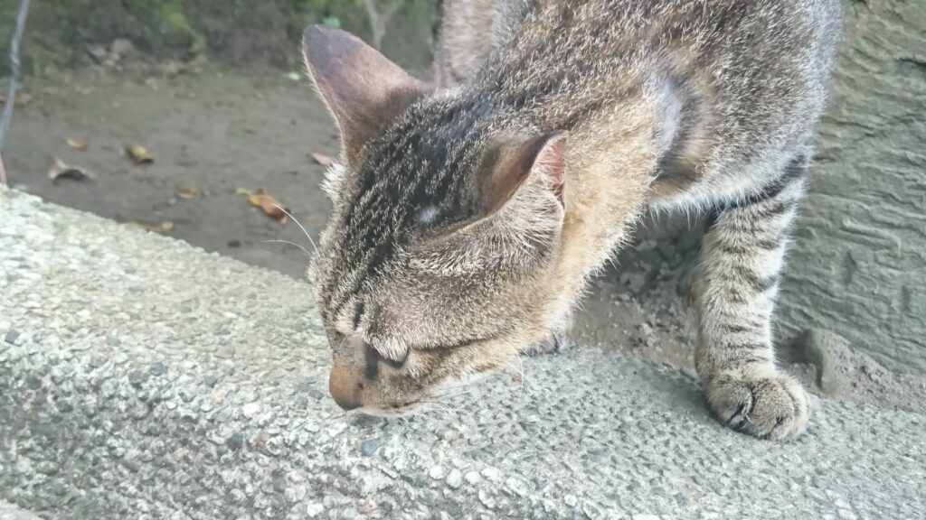 ごはん探しねこ