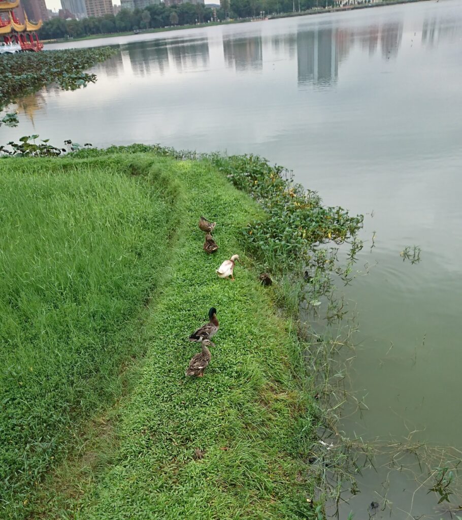 水鳥がそこそこいます