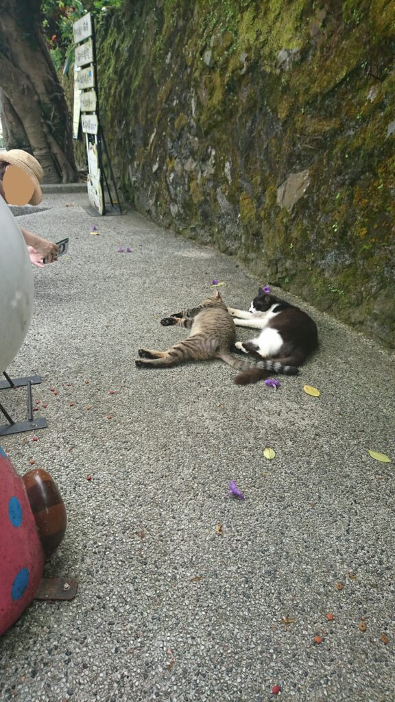 並びねこ